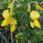 Cytisus emeriflorus flower picture by Franco Colnago (cc-by-sa)