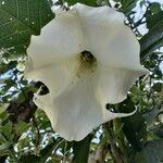 Brugmansia arborea flower picture by Gabriel Ollivier (cc-by-sa)