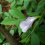 Clitoria mariana flower picture by Jeremy Jeremy (cc-by-sa)