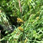 Carex panicea flower picture by Ugoline Jacquot (cc-by-sa)