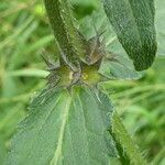 Stachys palustris fruit picture by Llandrich anna (cc-by-sa)