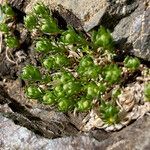 Galium pyrenaicum habit picture by Fabien Anthelme (cc-by-sa)