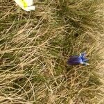 Gentiana acaulis flower picture by Duran M. (cc-by-sa)