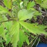 Anemone virginiana leaf picture by Caroline Reisiger (cc-by-sa)