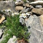 Achillea atrata habit picture by jaap copper (cc-by-sa)