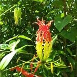 Gloriosa superba flower picture by Cédric Guillemin (cc-by-sa)