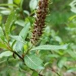 Salix laggeri flower picture by Christophe Bourdillon (cc-by-sa)