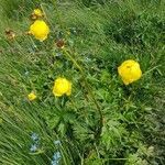 Trollius europaeus flower picture by von Gunten Koost (cc-by-sa)