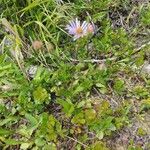 Erigeron peregrinus flower picture by Ashley Ashley (cc-by-sa)