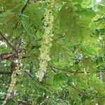 Pterocarya fraxinifolia fruit picture by Judith Alessandra Muriel (cc-by-sa)