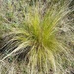 Stipa ichu habit picture by Trap Hers (cc-by-sa)