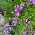 Pericallis echinata flower picture by Michèle Henri (cc-by-sa)