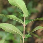 Eugenia truncata leaf picture by Nelson Zamora Villalobos (cc-by-nc)