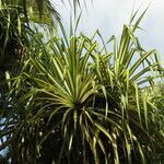 Pandanus tectorius habit picture by Daniel Barthelemy (cc-by-nc)