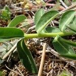 Euphorbia verrucosa habit picture by Yoan MARTIN (cc-by-sa)