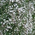 Gypsophila paniculata habit picture by Kai Best (cc-by-sa)