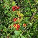 Lonicera etrusca fruit picture by Jean-Francois Dumas (cc-by-sa)