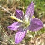 Legousia pentagonia flower picture by Bol Üstün (cc-by-sa)