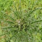 Cirsium glabrum leaf picture by Émilie Viacroze (cc-by-sa)