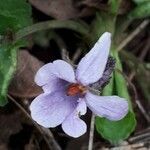 Viola reichenbachiana flower picture by jacques maréchal (cc-by-sa)