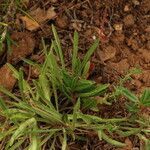 Centaurea linifolia leaf picture by Paul FRANCK (cc-by-sa)