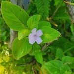 Ruellia patula flower picture by susan brown (cc-by-sa)