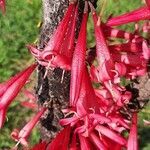 Ixora margaretae flower picture by Guillaume JUGE (cc-by-sa)