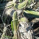 Praecereus euchlorus leaf picture by Trap Hers (cc-by-sa)