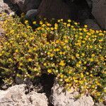 Haplopappus rigidus habit picture by Fabien Anthelme (cc-by-sa)