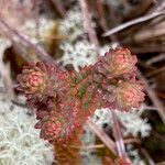 Huperzia brevifolia leaf picture by Fabien Anthelme (cc-by-sa)