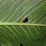 Monstera standleyana leaf picture by Nelson Zamora Villalobos (cc-by-nc)