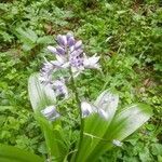 Scilla lilio-hyacinthus flower picture by Marc Gilabert (cc-by-sa)