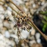 Allium carinatum fruit picture by manuseitz (cc-by-sa)