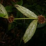 Spiracantha cornifolia fruit picture by Nelson Zamora Villalobos (cc-by-nc)