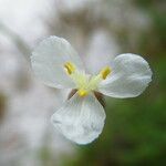 Xyris caroliniana flower picture by Sylvain Piry (cc-by-sa)