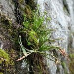 Asplenium septentrionale habit picture by Fabien Anthelme (cc-by-sa)