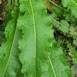 Rumex longifolius leaf picture by Robert Klink (cc-by-sa)