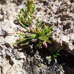 Oenothera punae habit picture by Fabien Anthelme (cc-by-sa)