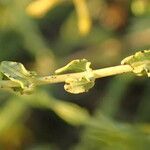 Hypericum triquetrifolium leaf picture by Sylvain Piry (cc-by-sa)