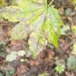 Acer circinatum leaf picture by Monty Ritchings (cc-by-sa)