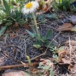 Erigeron pubescens leaf picture by erick cuevas (cc-by-sa)