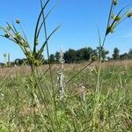 Juncus tenuis habit picture by Shuji Usui (cc-by-sa)