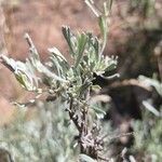 Artemisia tridentata leaf picture by David Koser (cc-by-sa)