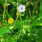 Geranium dissectum habit picture by Boumlik Messaïli (cc-by-sa)