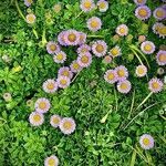 Erigeron glaucus habit picture by Stefan Spoon (cc-by-sa)