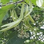 Tilia platyphyllos fruit picture by philippe_140 (cc-by-sa)