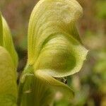 Aconitum anthora fruit picture by Yoan MARTIN (cc-by-sa)