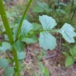 Packera aurea leaf picture by Matthew Policelli (cc-by-sa)