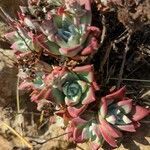 Dudleya farinosa leaf picture by Johnny Poppyseed (cc-by-sa)