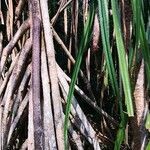 Pandanus urophyllus habit picture by Dieter Albrecht (cc-by-sa)